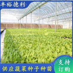 小白菜种子种苗 耐低温 集约化育苗场 叶片翠绿 长势旺